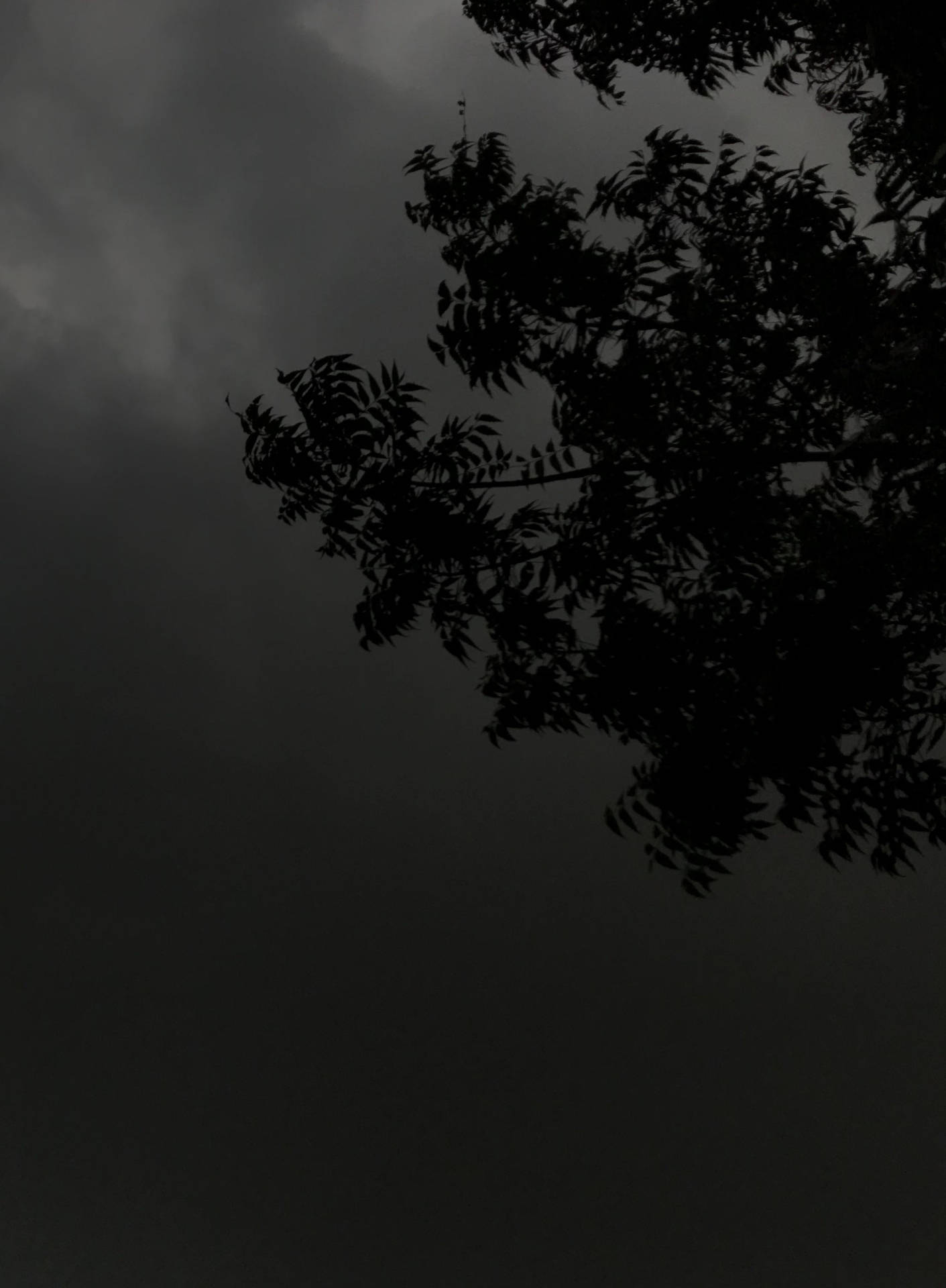 Dark Theme Tree Silhouette Cloudy Night Background