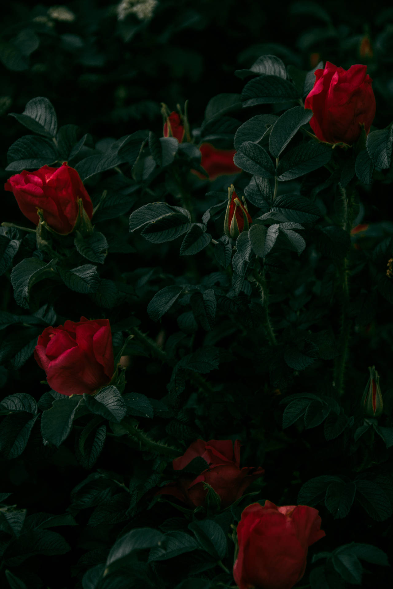 Dark Themed Red Roses In Full Bloom Background