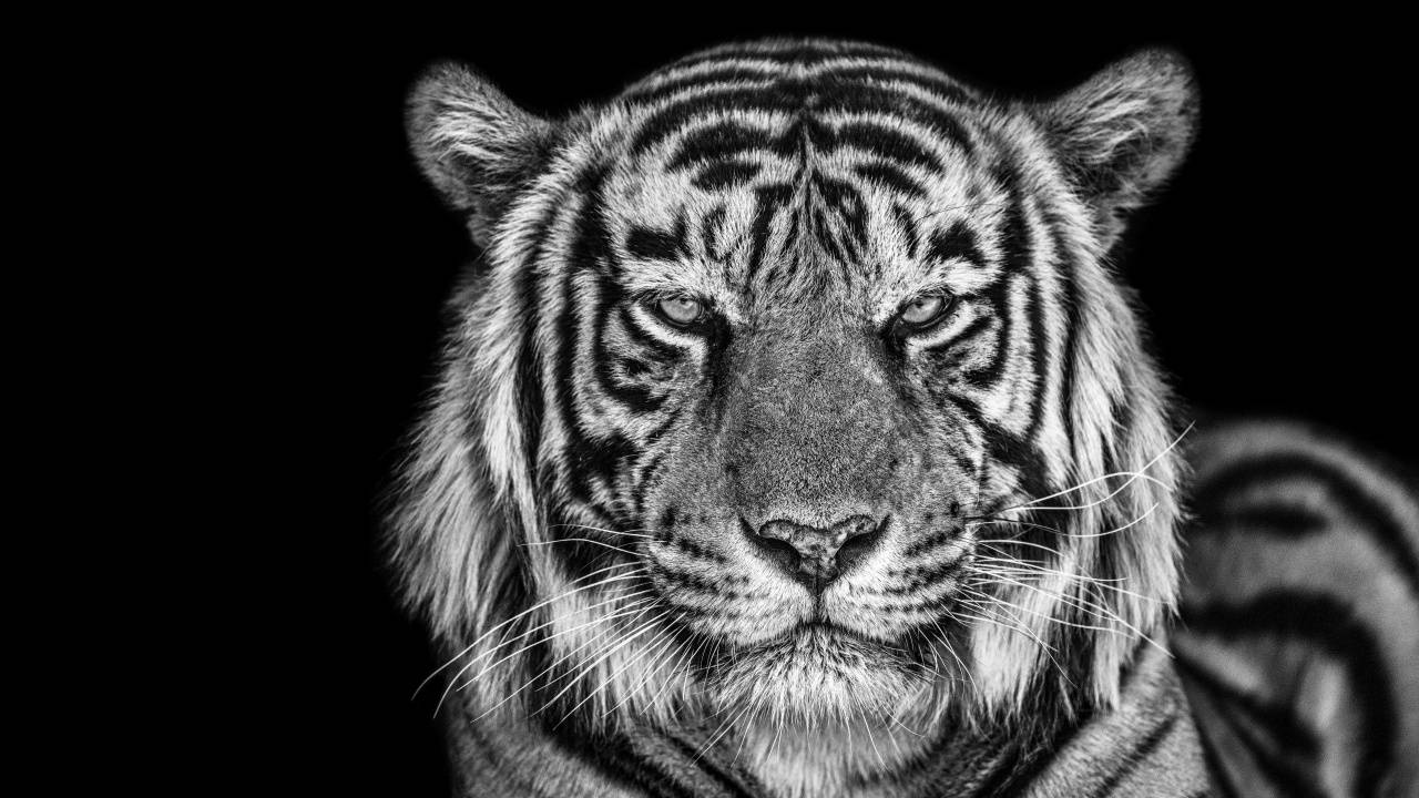 Dark Tiger Pc Background