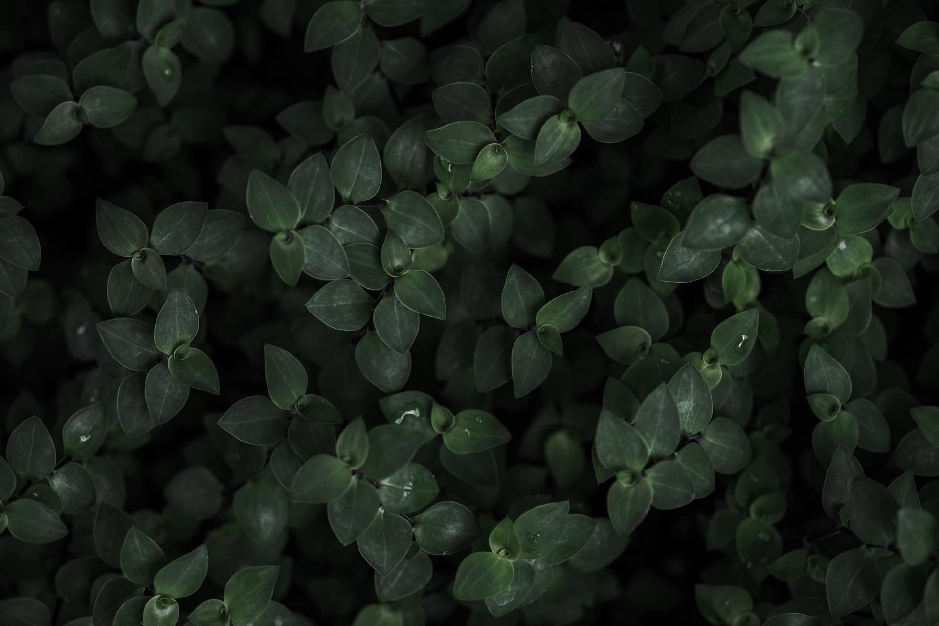 Dark Trippy Plants Background