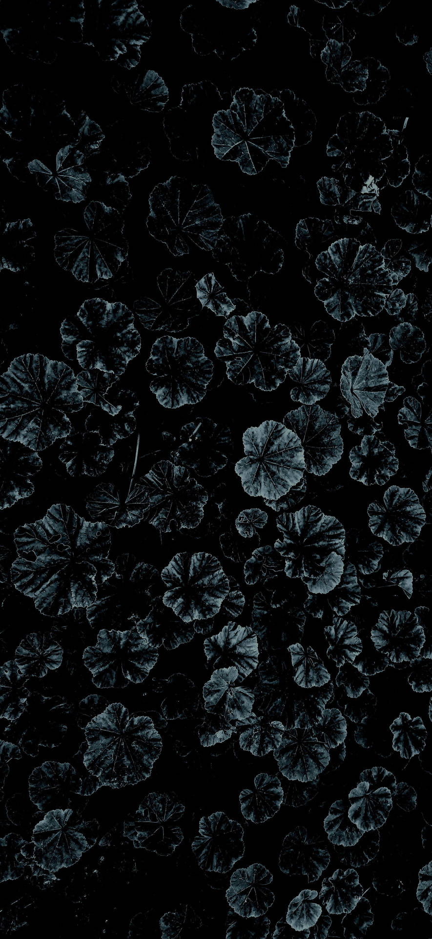 Dark Vegetation Iphone X Nature Background