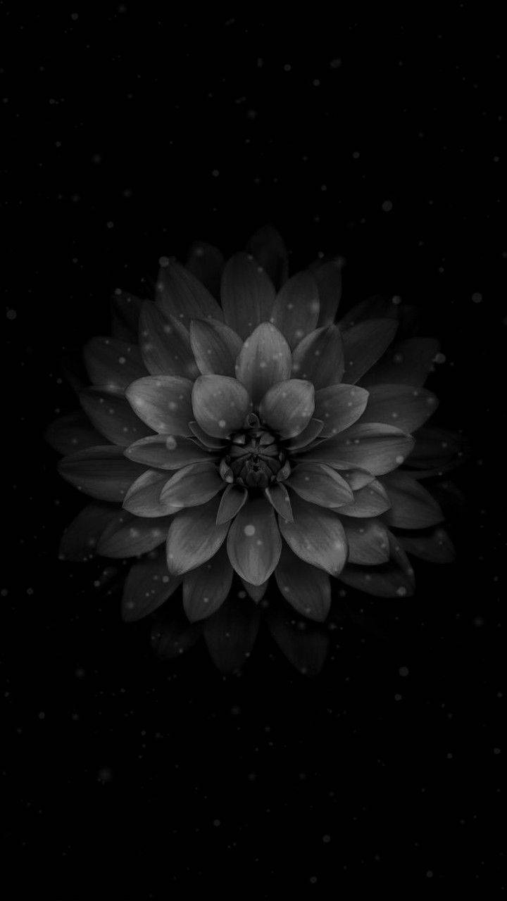 Dark Water Lily Flower Apple Background