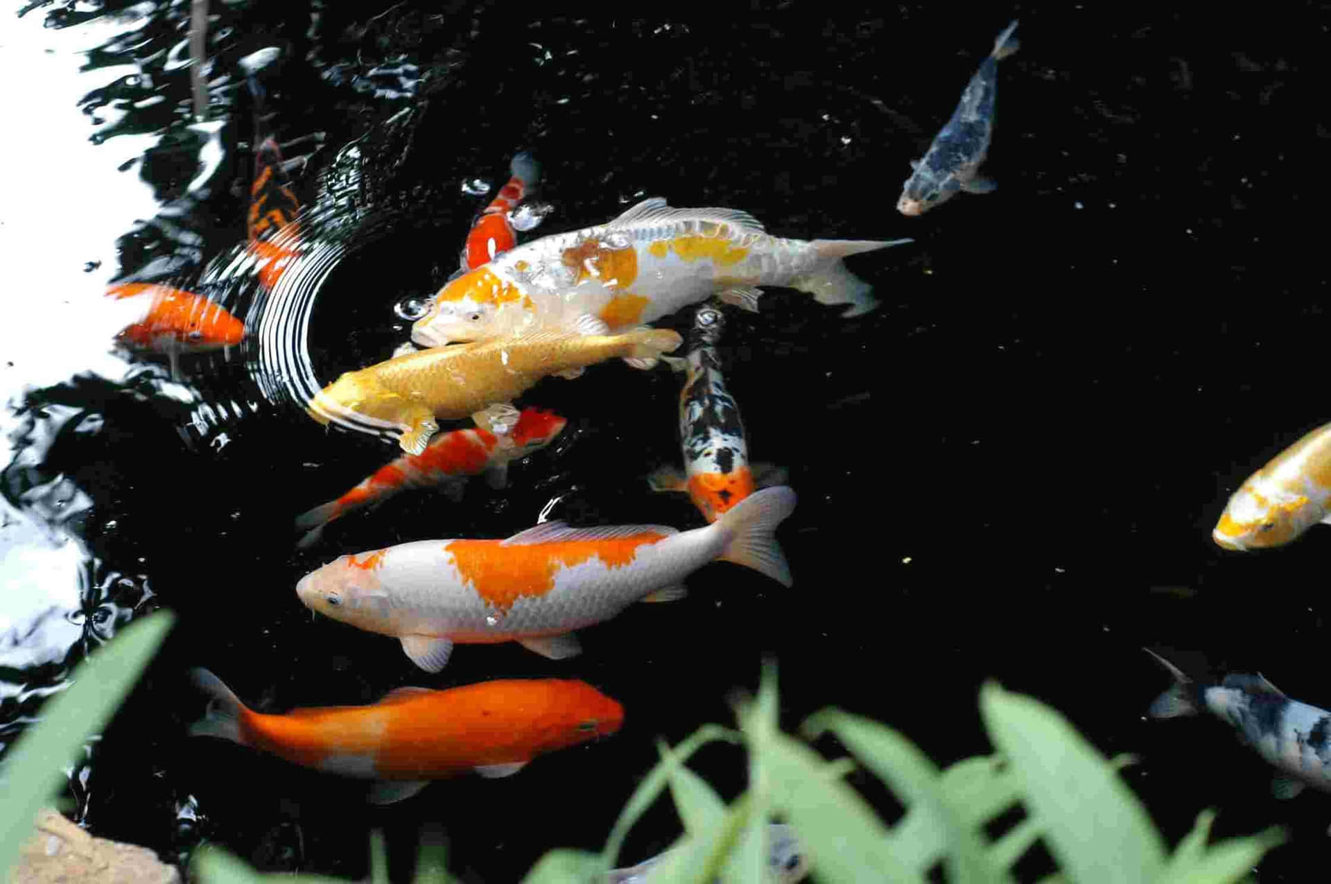 Dark Water With Live Koi Fish Background