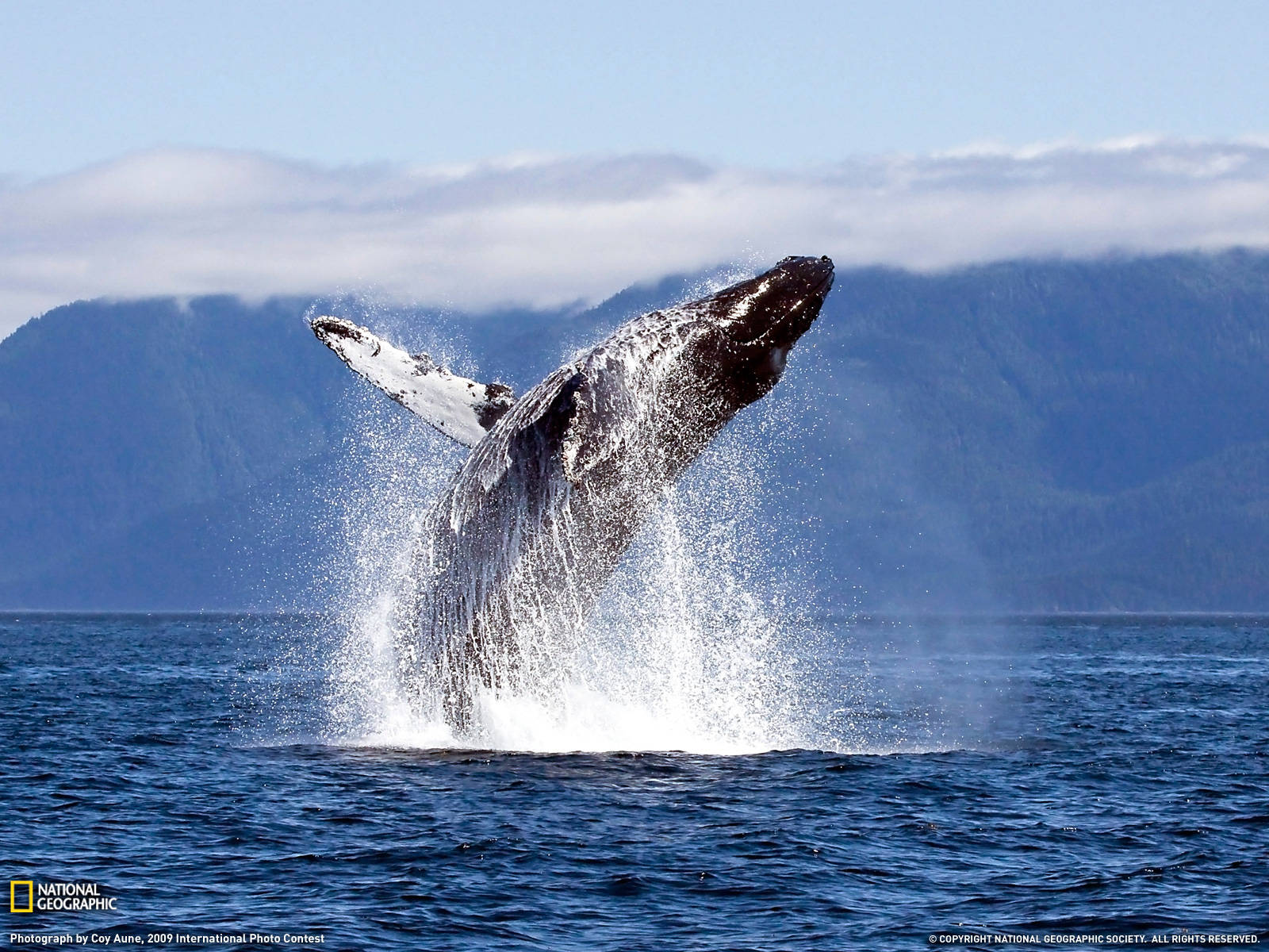 Dark Whale Breaching From Afar Background