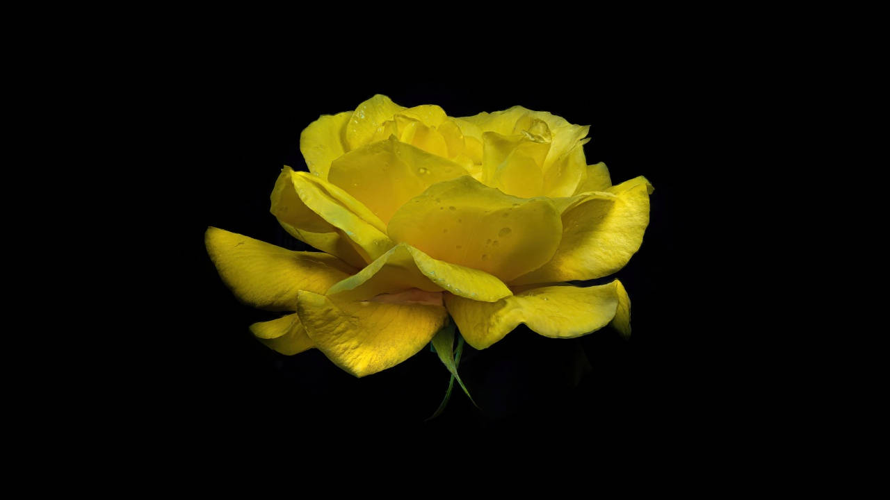 Dark Yellow Rose Pc Background