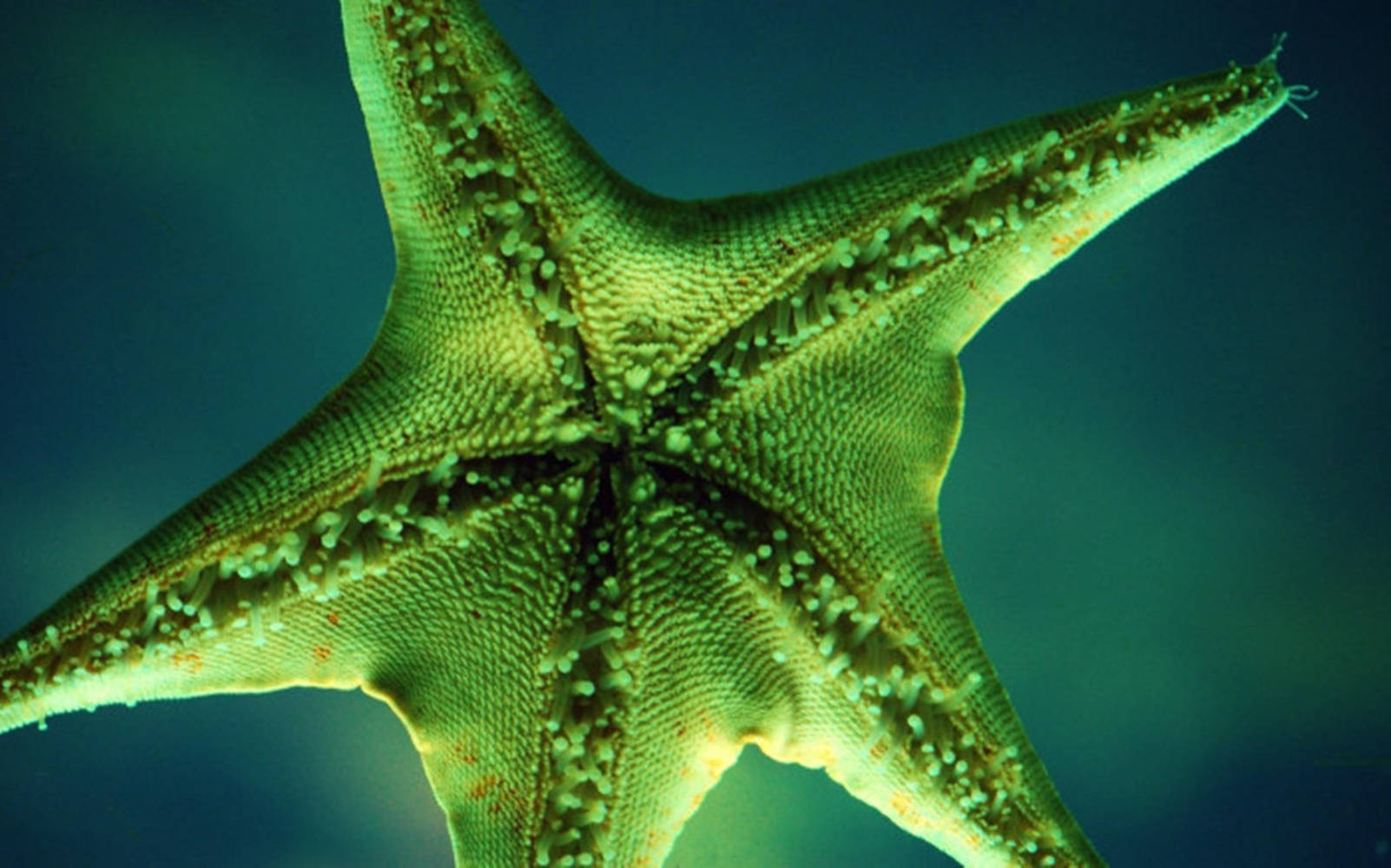 Dark Yellow Starfish