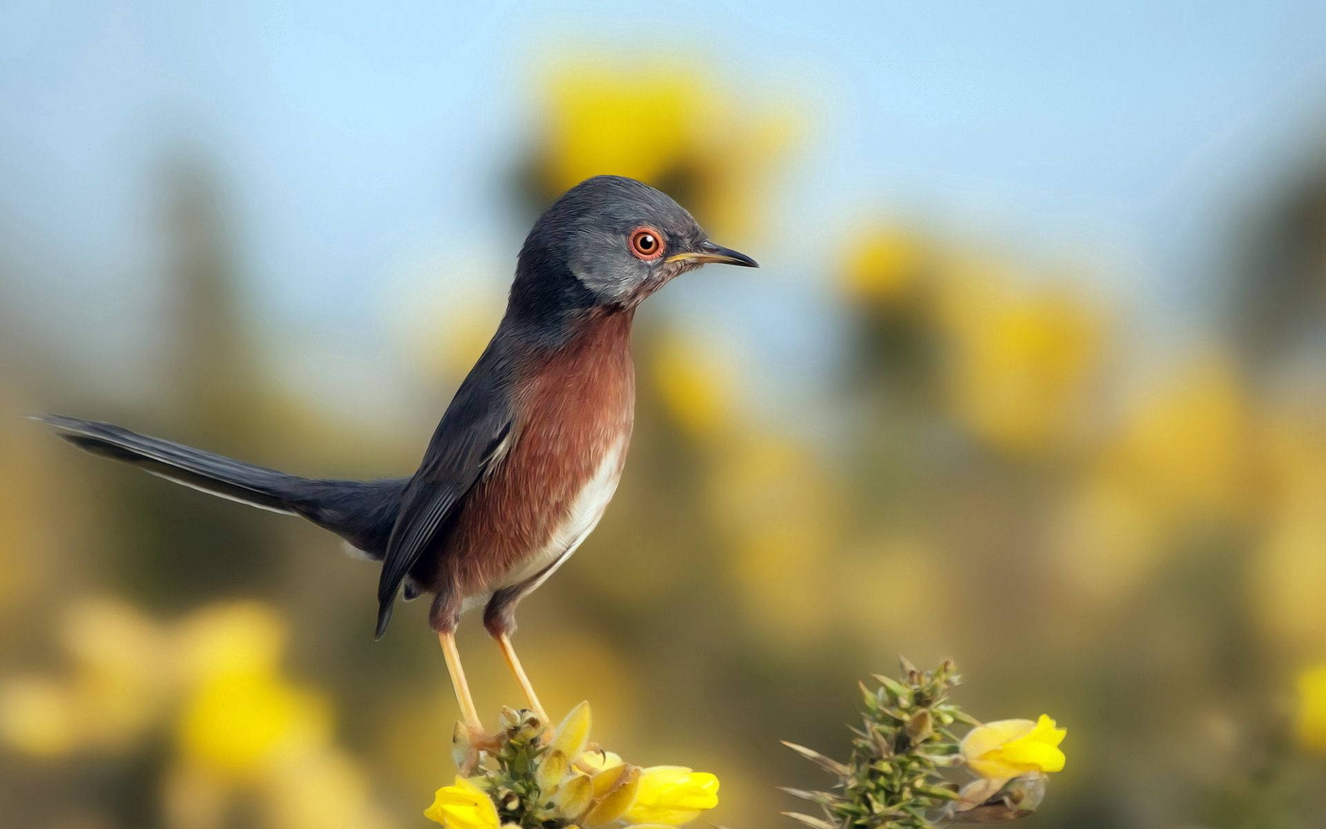 Dartford Warbler Birds In Nature Background
