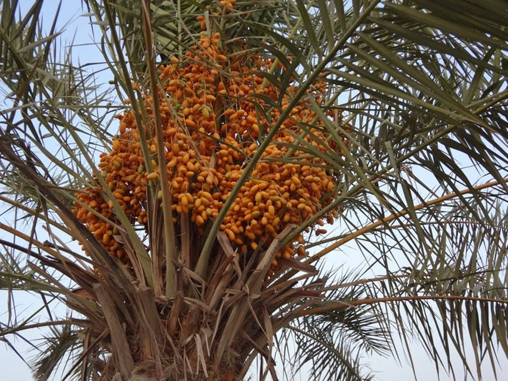 Dates Fruit Palm Tree