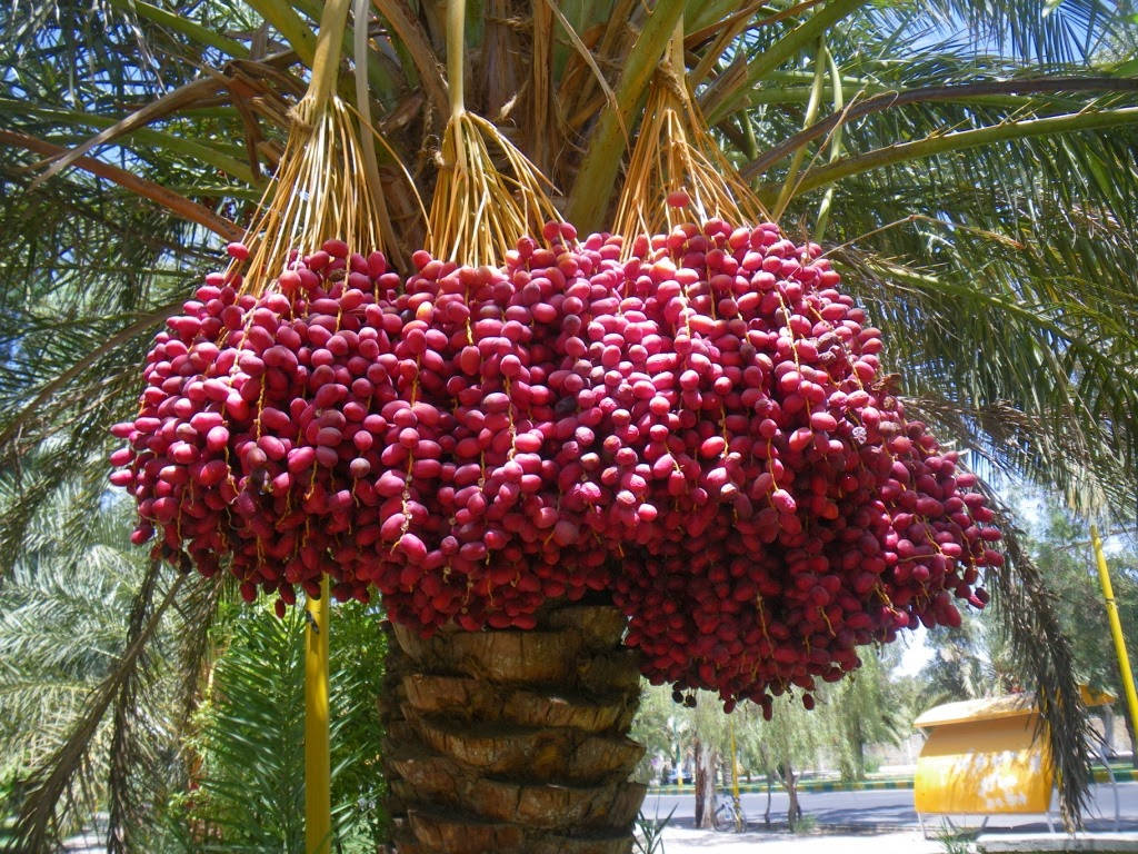 Dates Hanging From A Tree