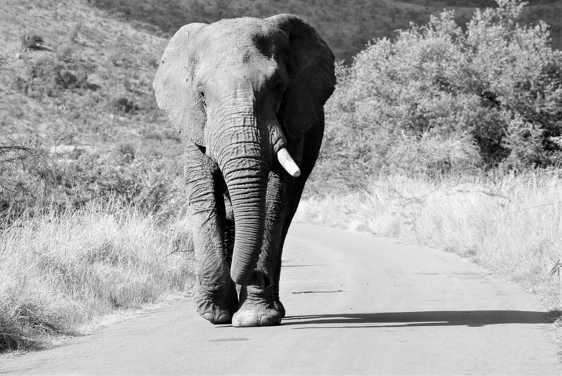 Daunting Elephant Background