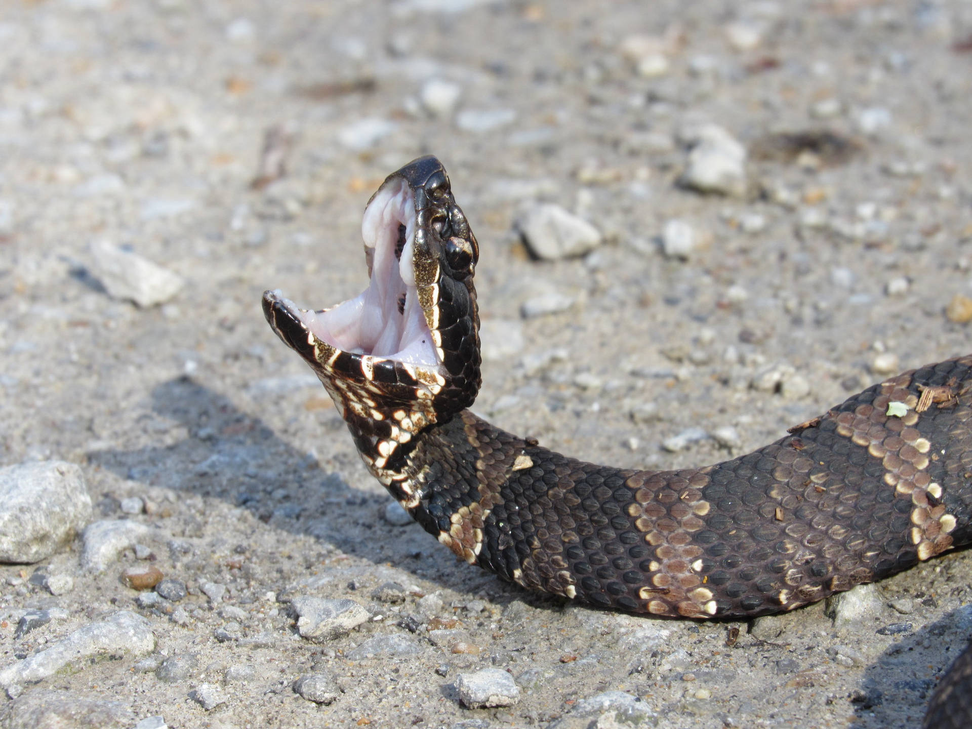 Daunting Pit Viper Cottonmouth