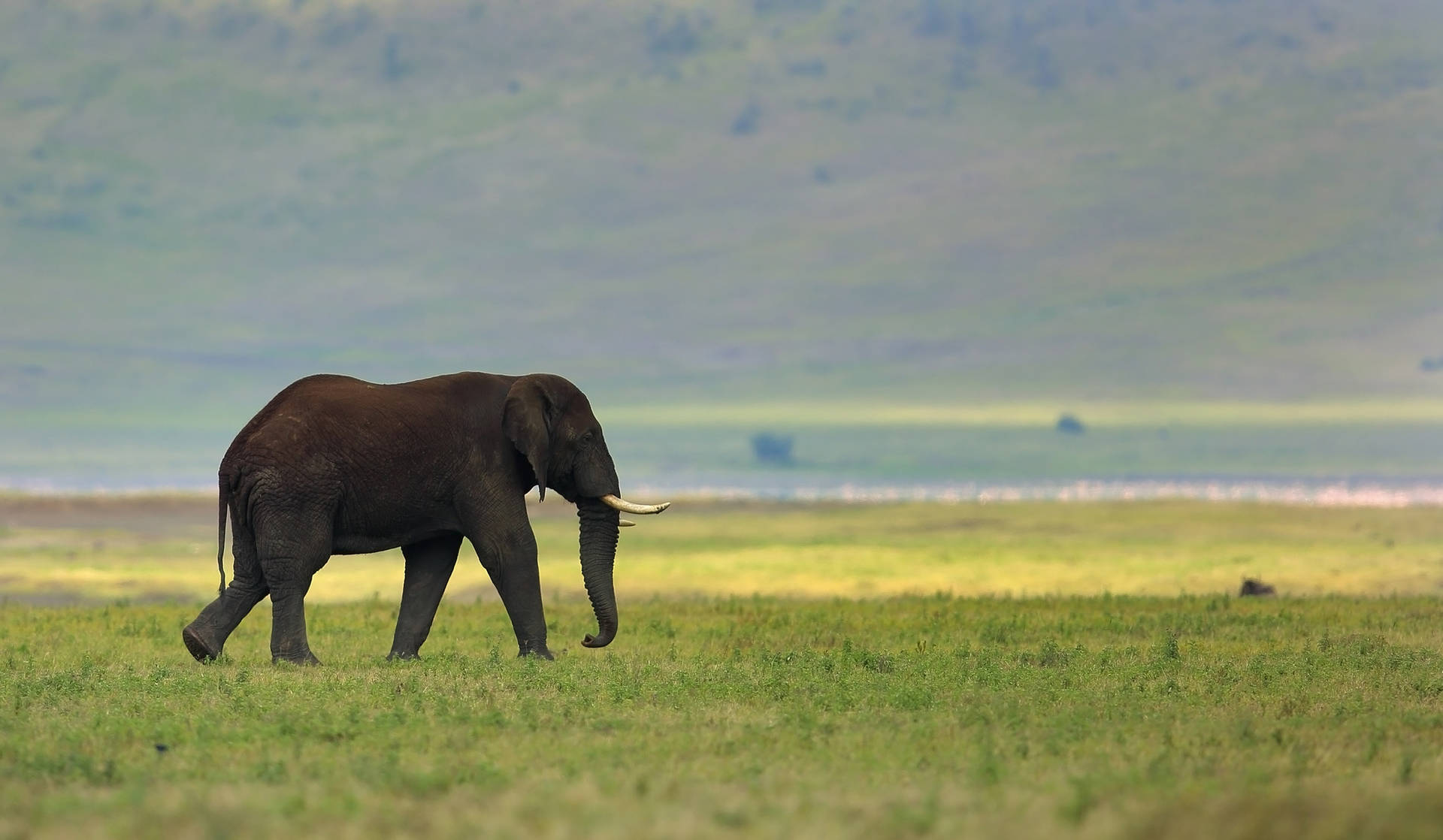 Daylight Elephant Walking Background