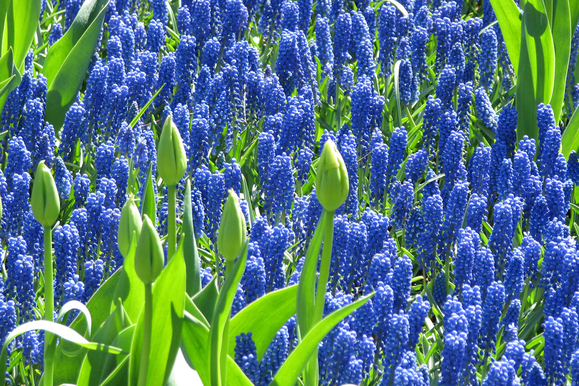 Daytime Blue Hyacinth Flowers Background