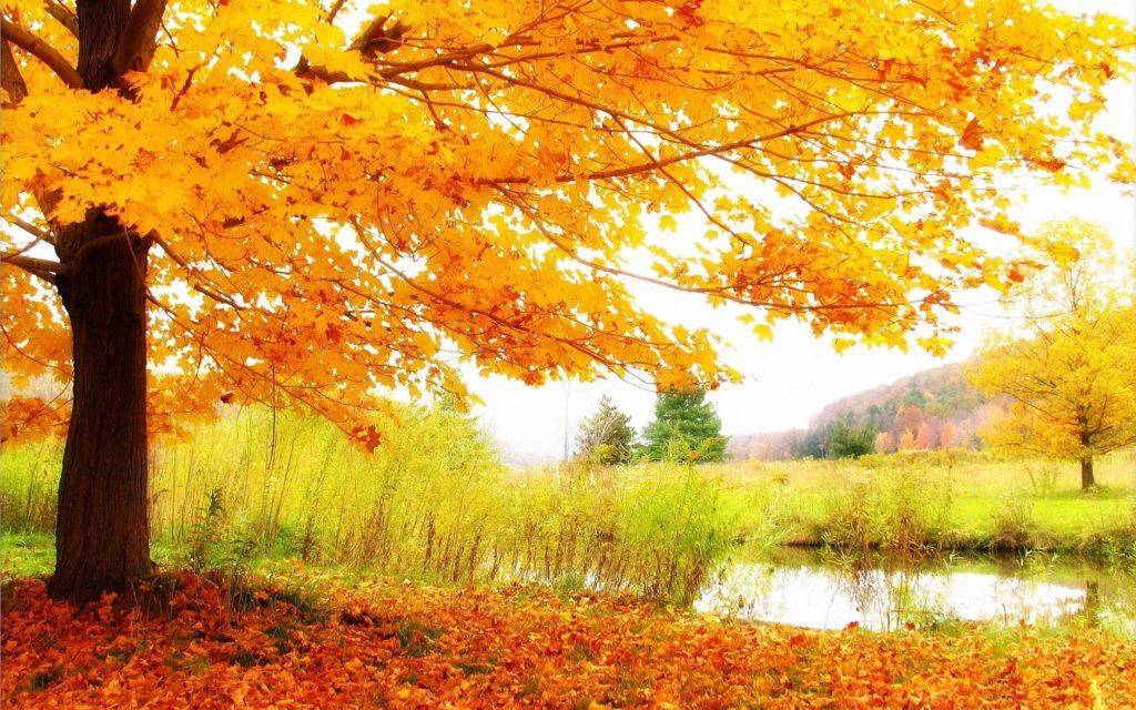 Daytime Fall Foliage Hd Scenery