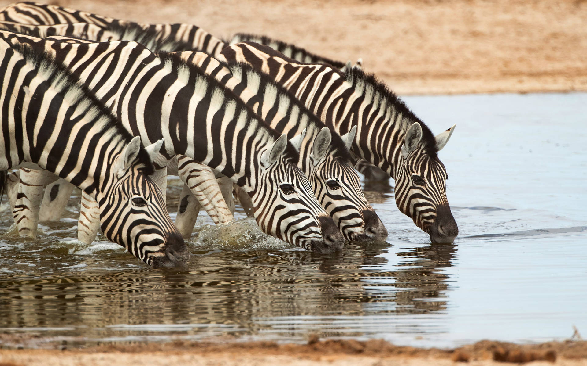 Dazzle Of Zebras Drinking Water