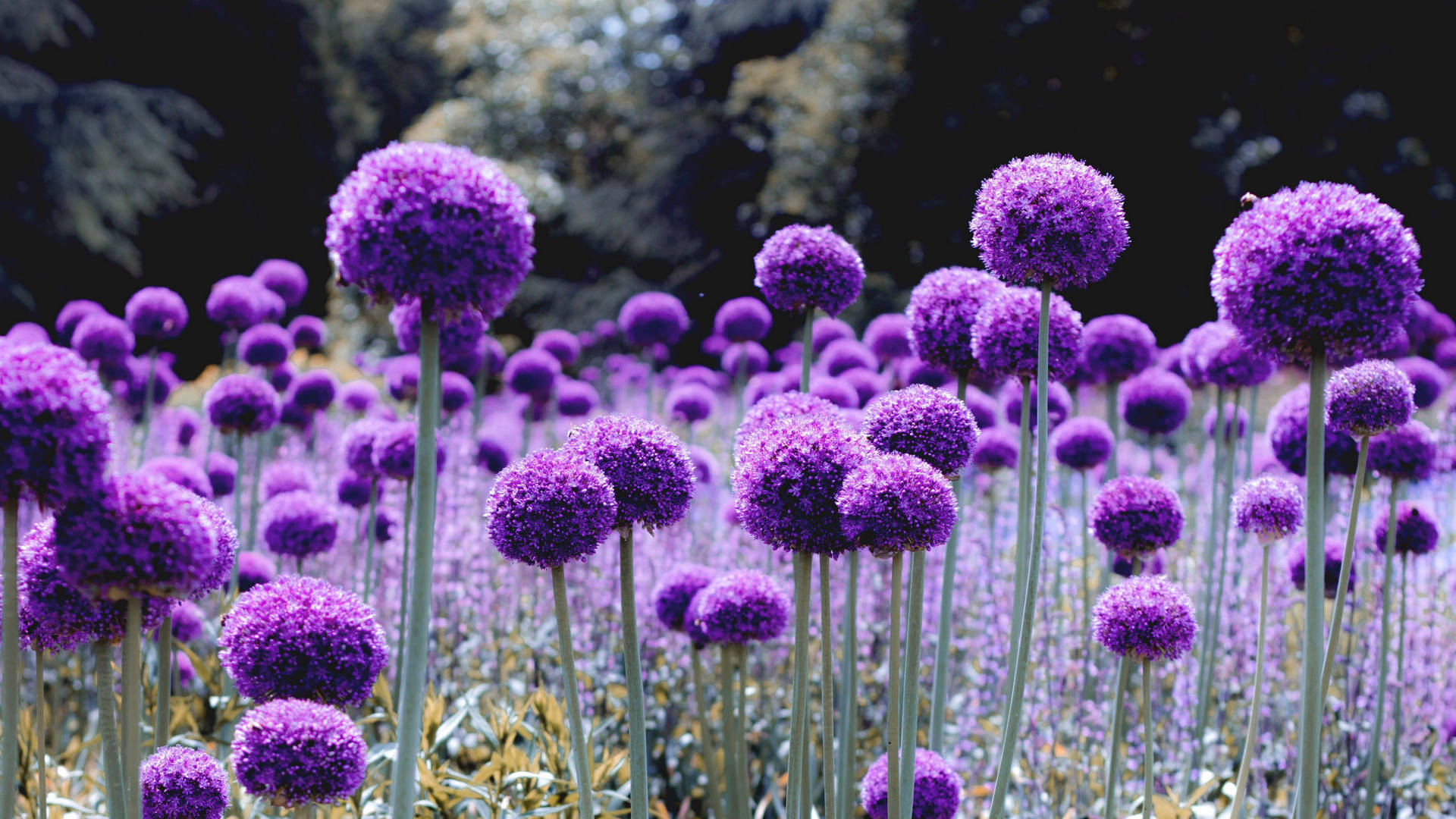 Dazzling Dandelion-like Purple Flower In Full Bloom Background