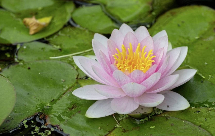 Dazzling Water Lily Blooming In Serene Pond