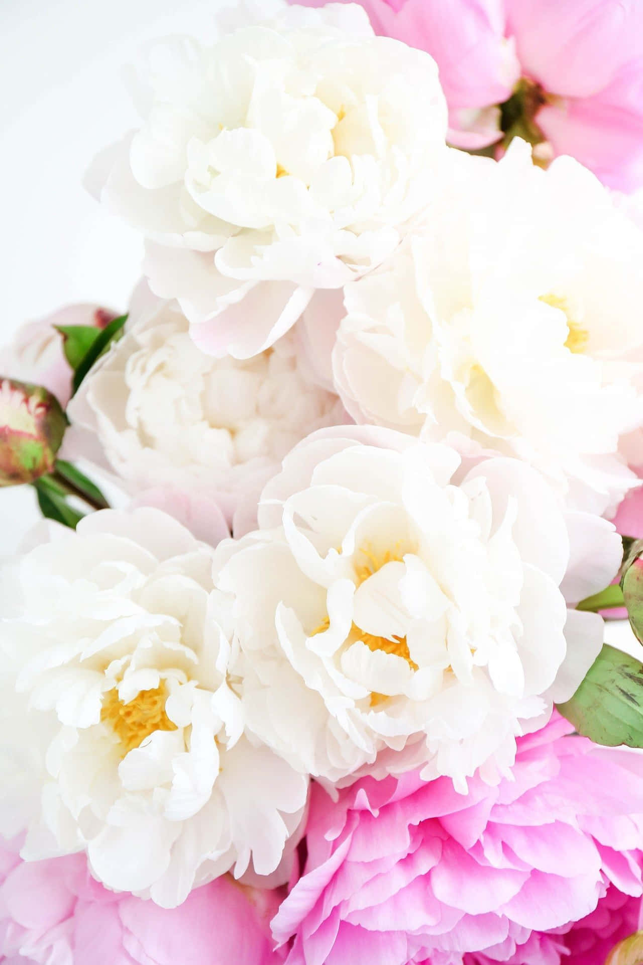 Dazzling White Peony Iphone Display