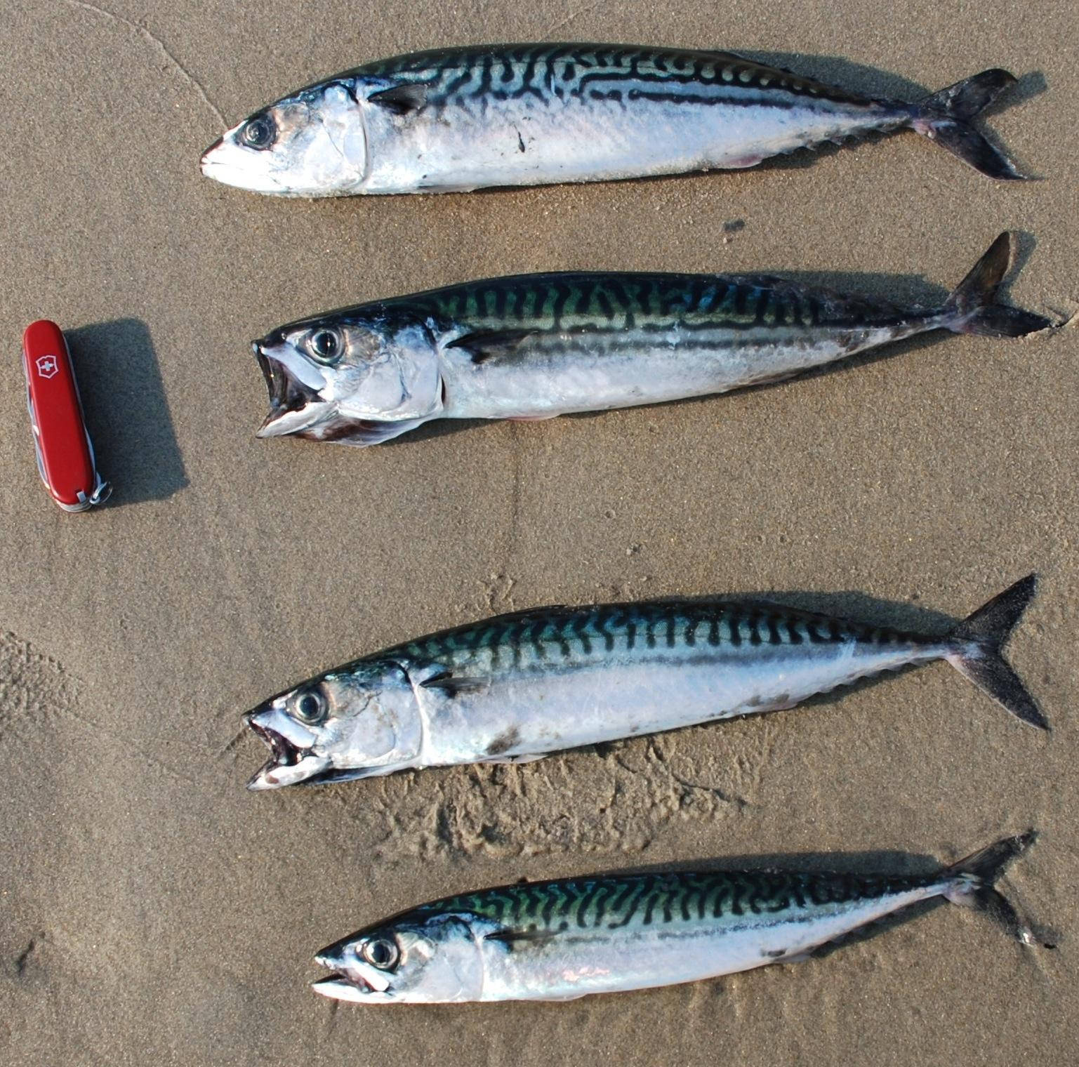 Dead Mackerel Fishes On Sand Background