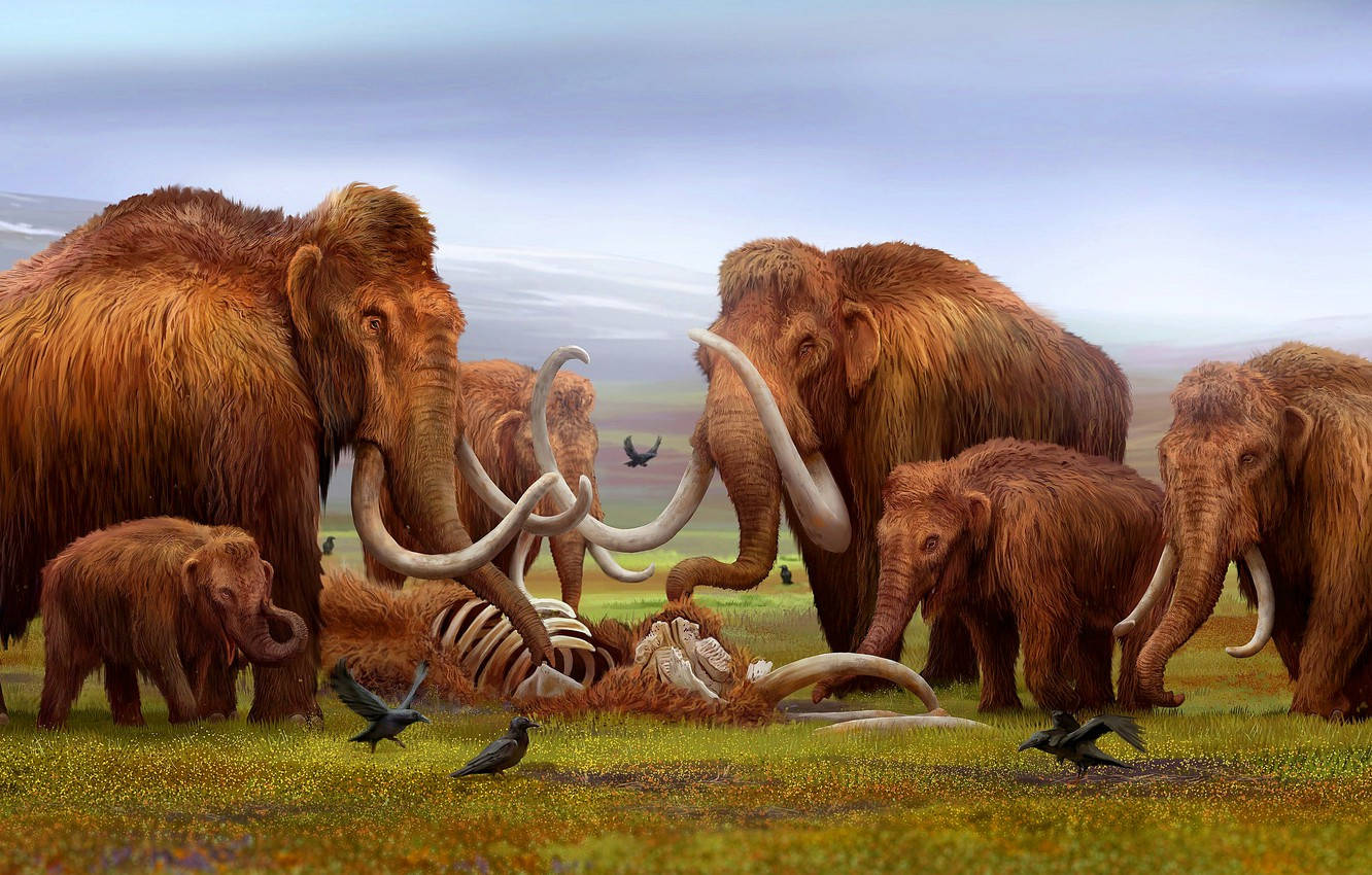 Dead Mammoth In A Field Background