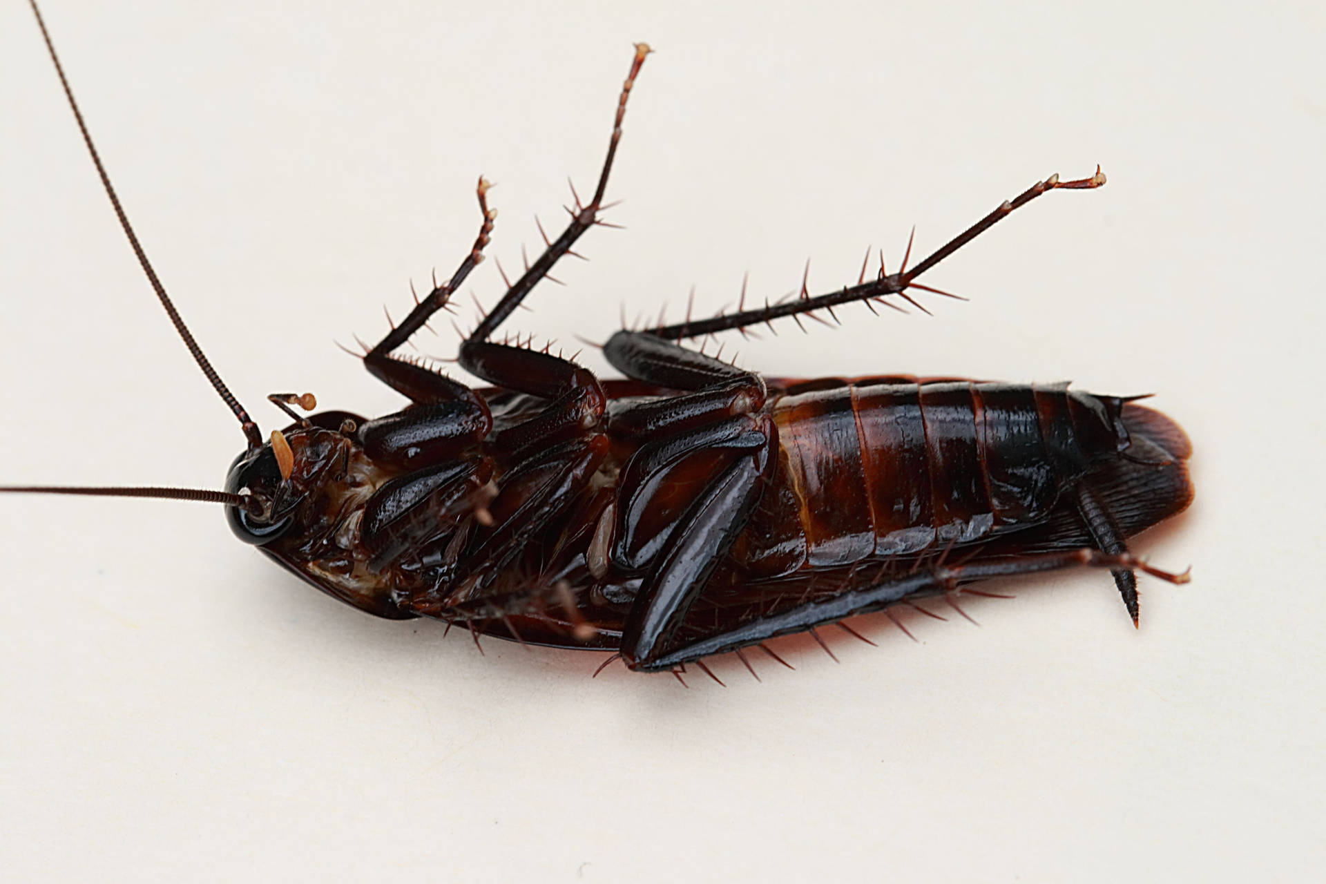 Dead Oriental Black Cockroach