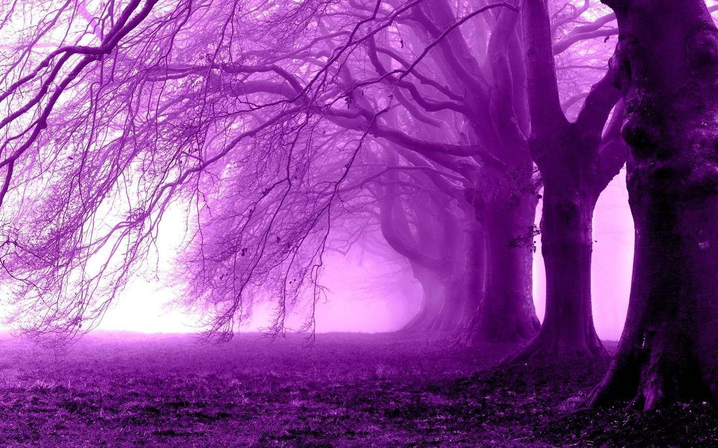 Dead Purple Trees In The Forest