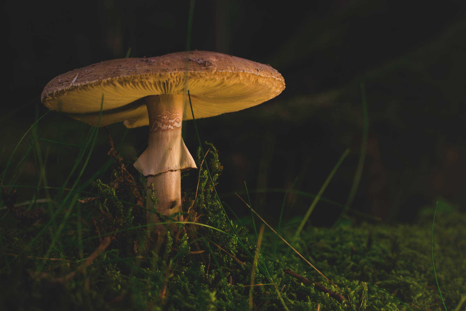 Death Cap Mushroom Aesthetic Background