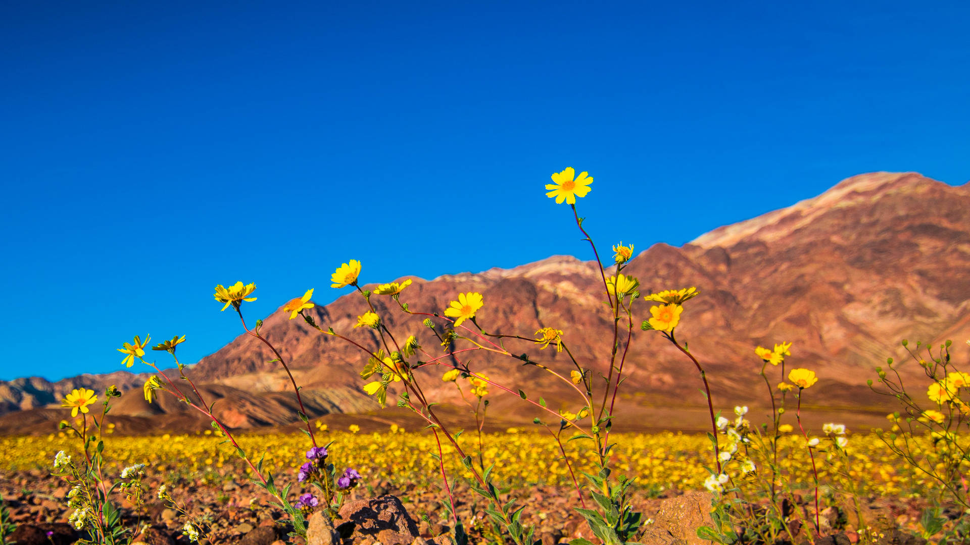 Death Valley Yellow Flowers Background