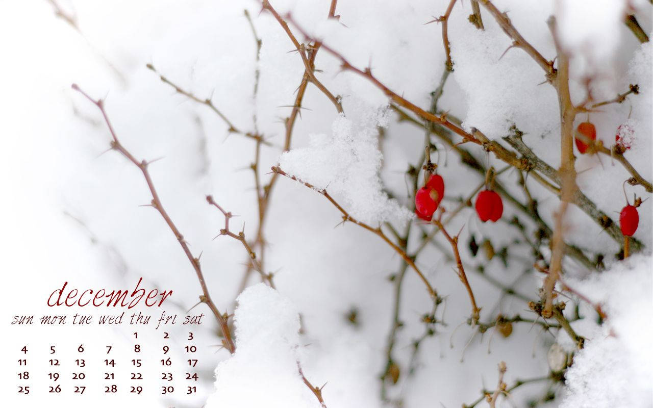 December Snow And Berries Calendar Background
