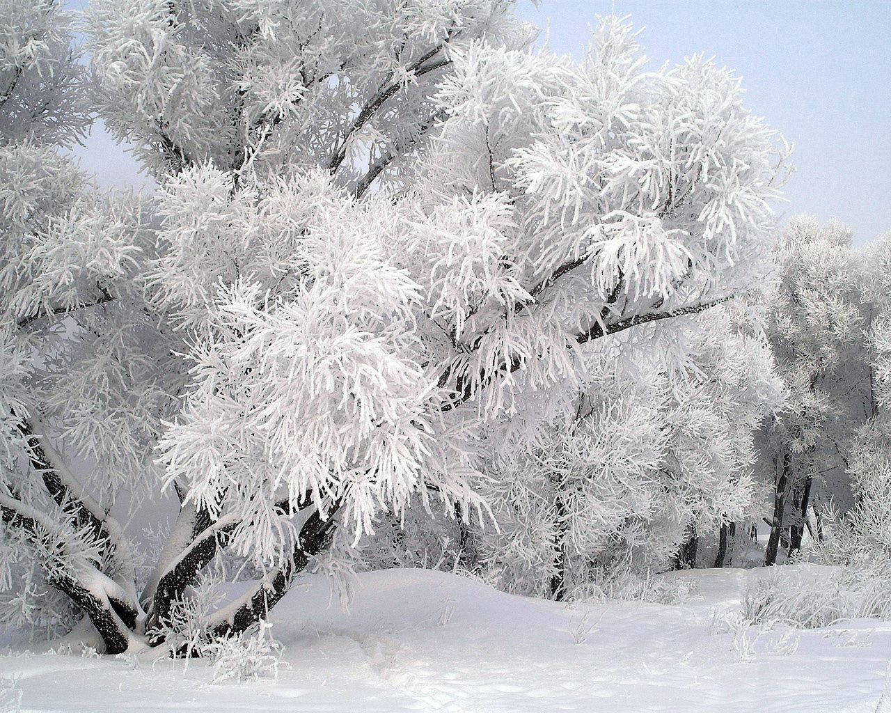 December Snow Trees Background