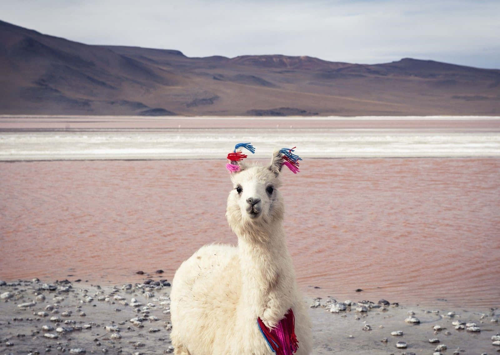 Decorated Llamaby Pink Lake Background