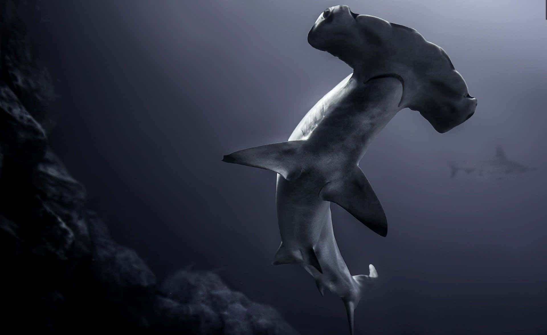 Deep Blue Hammer Head Black Shark Background