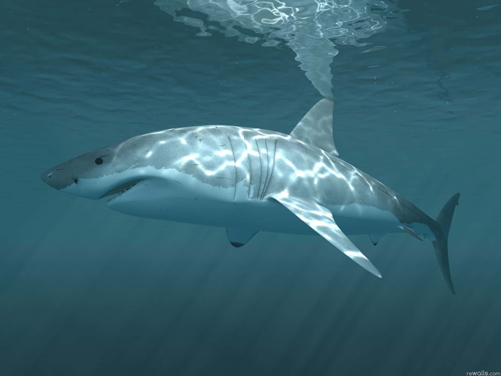 Deep Blue Sea Black Shark Background