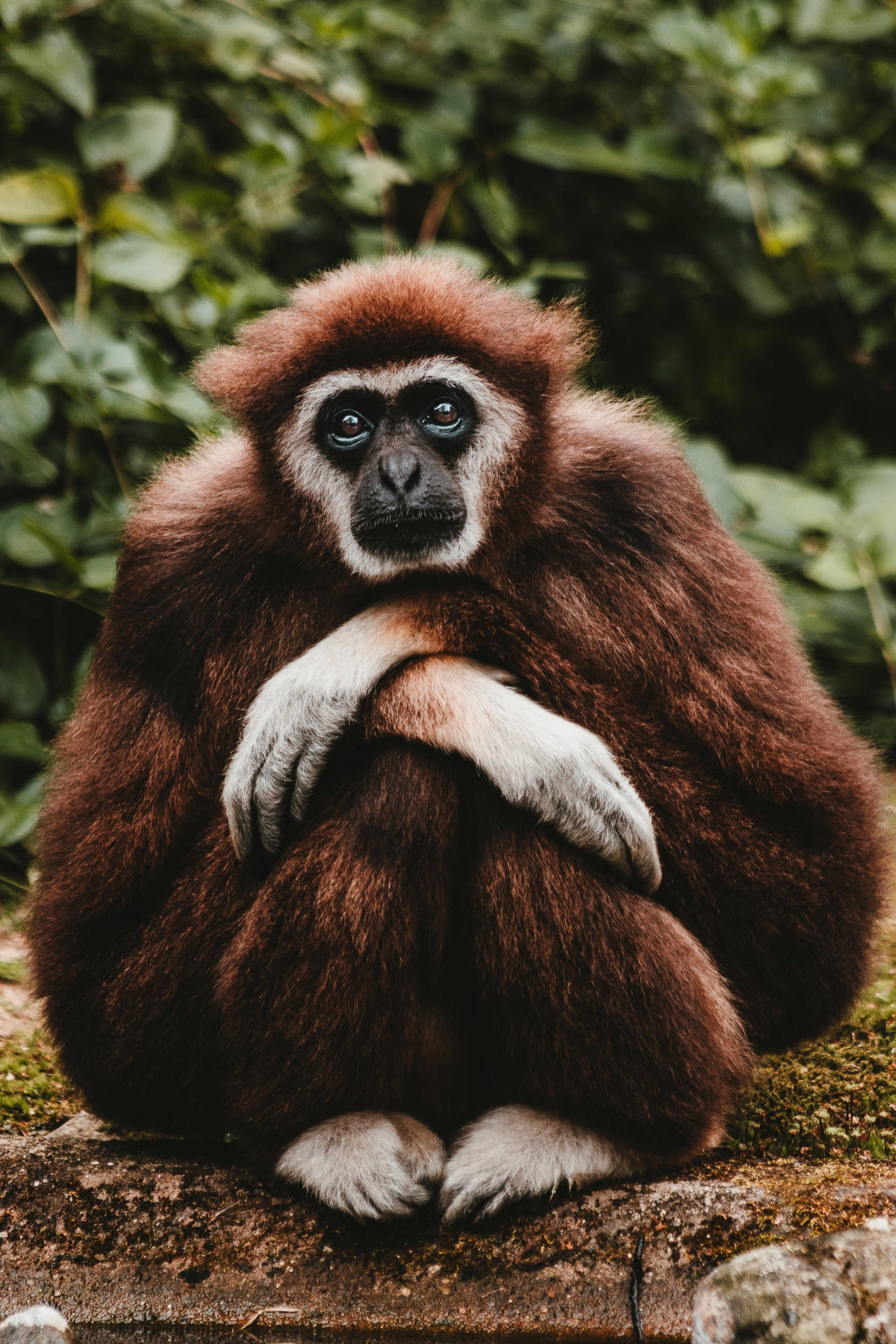Deep Brown Gibbon