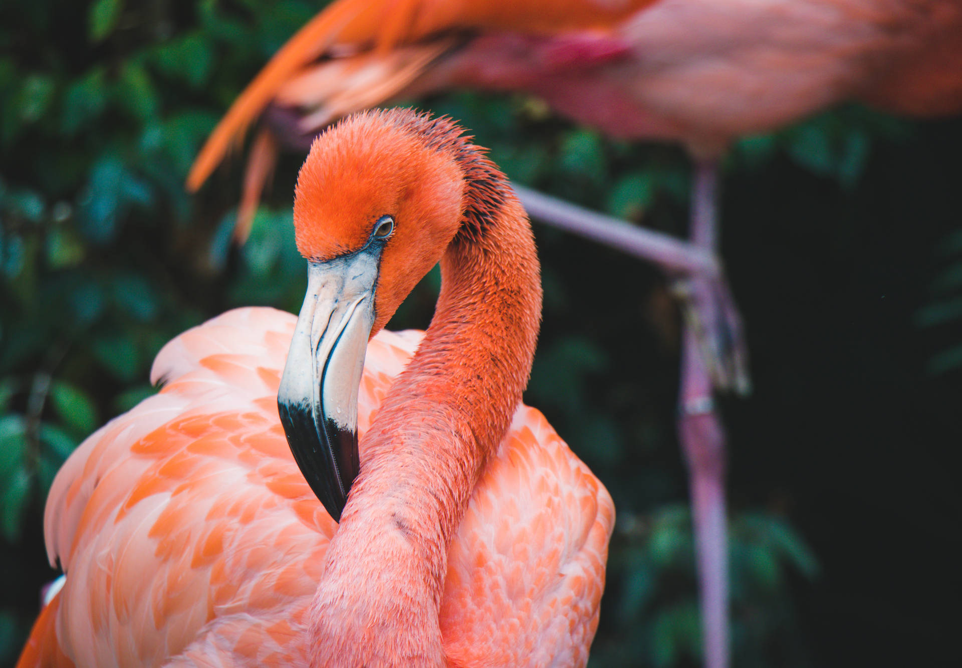 Deep Focus Orange Flamingo Background