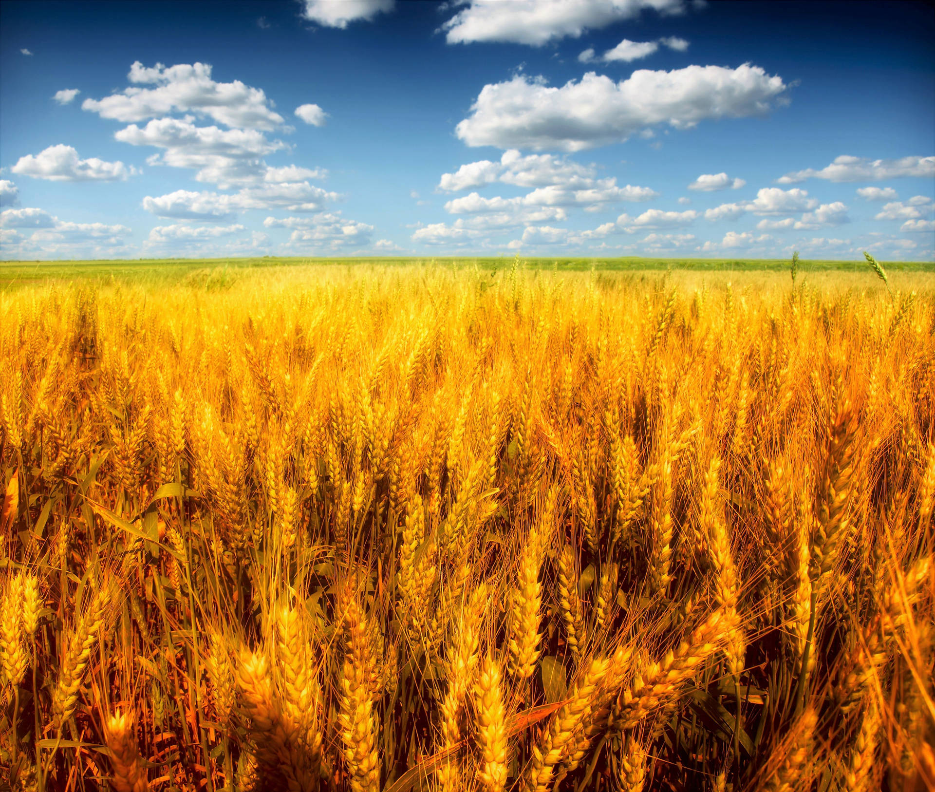 Deep Golden Wheat Field