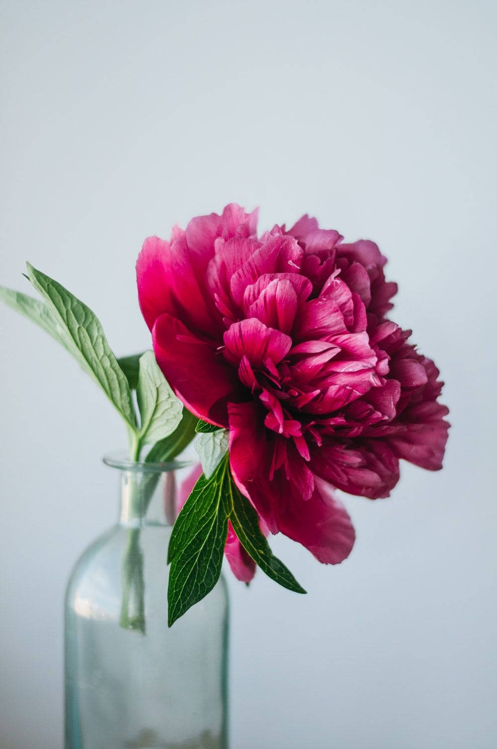 Deep Pink Peony Background