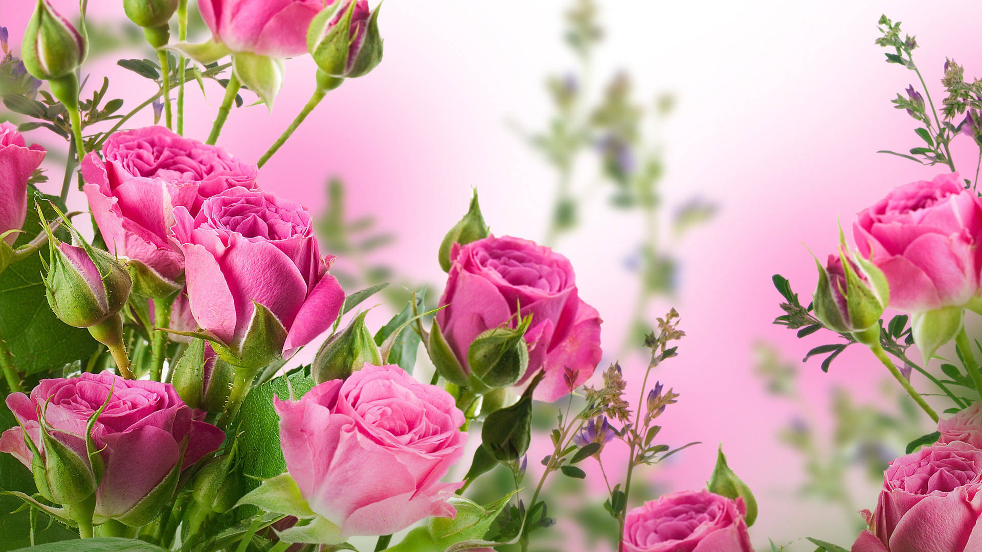 Deep Pink Roses Desktop