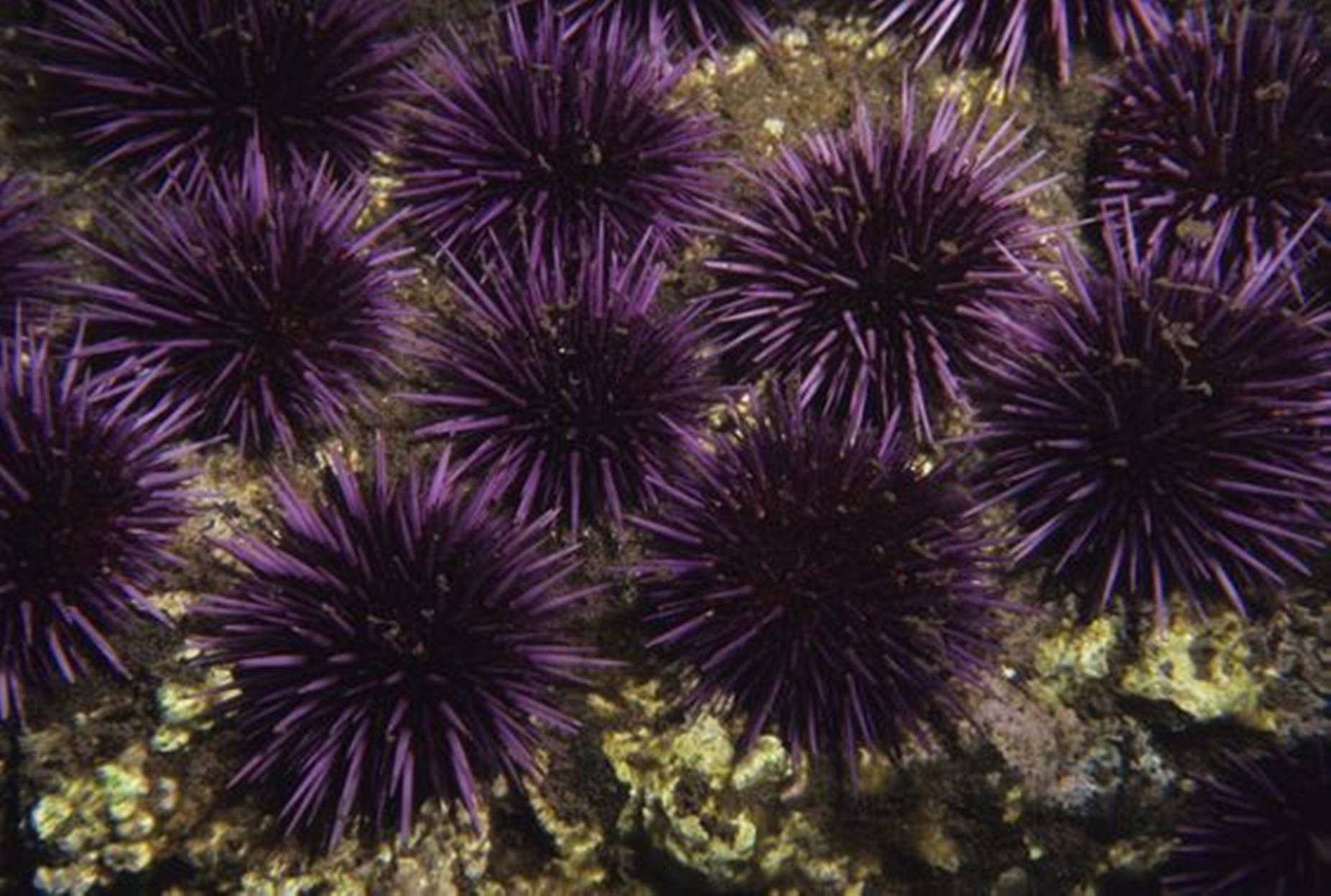 Deep Purple Sea Urchin Group