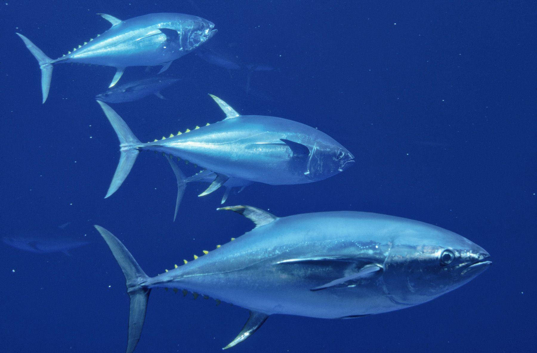 Deep Sea Skipjack Tuna