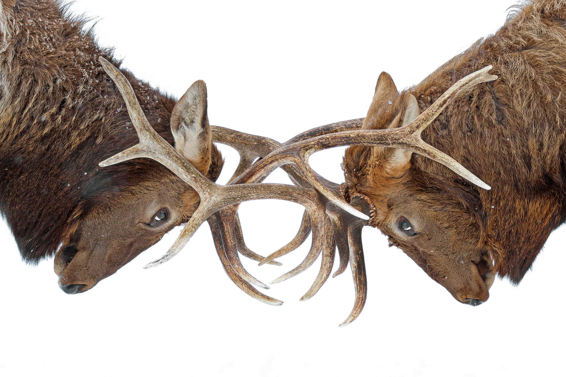 Deer Antler Clash Background