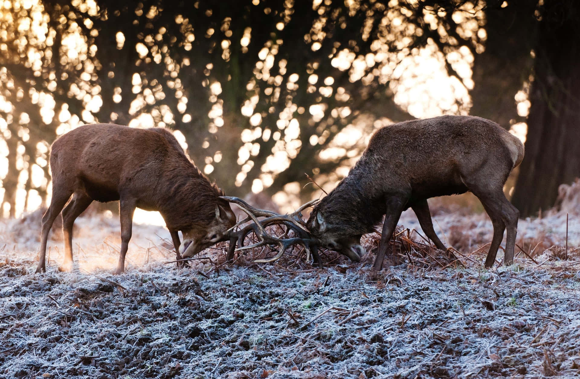 Deer Antler Confrontation Frosty Morning Background