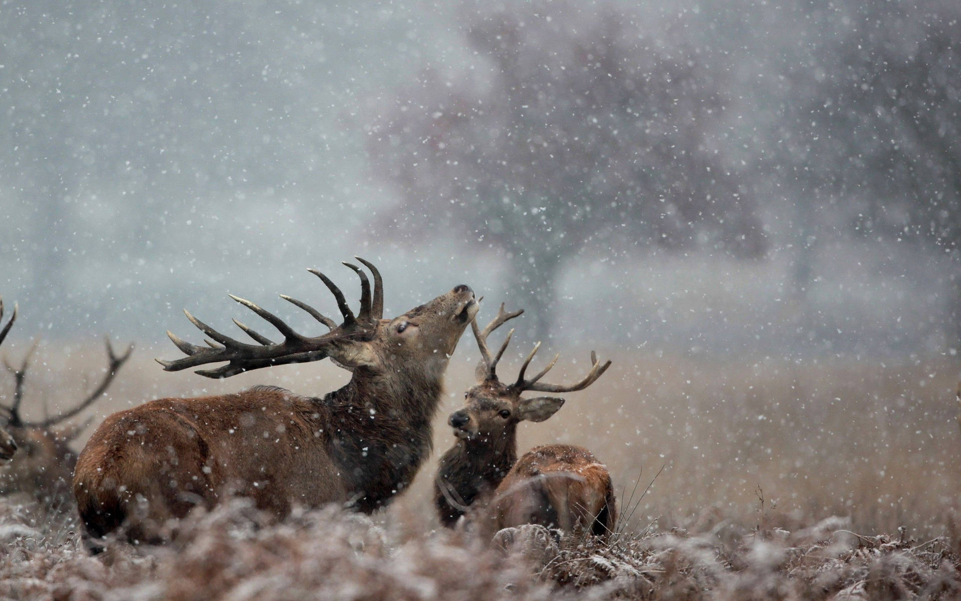 Deer Couple Under Snowfall Background