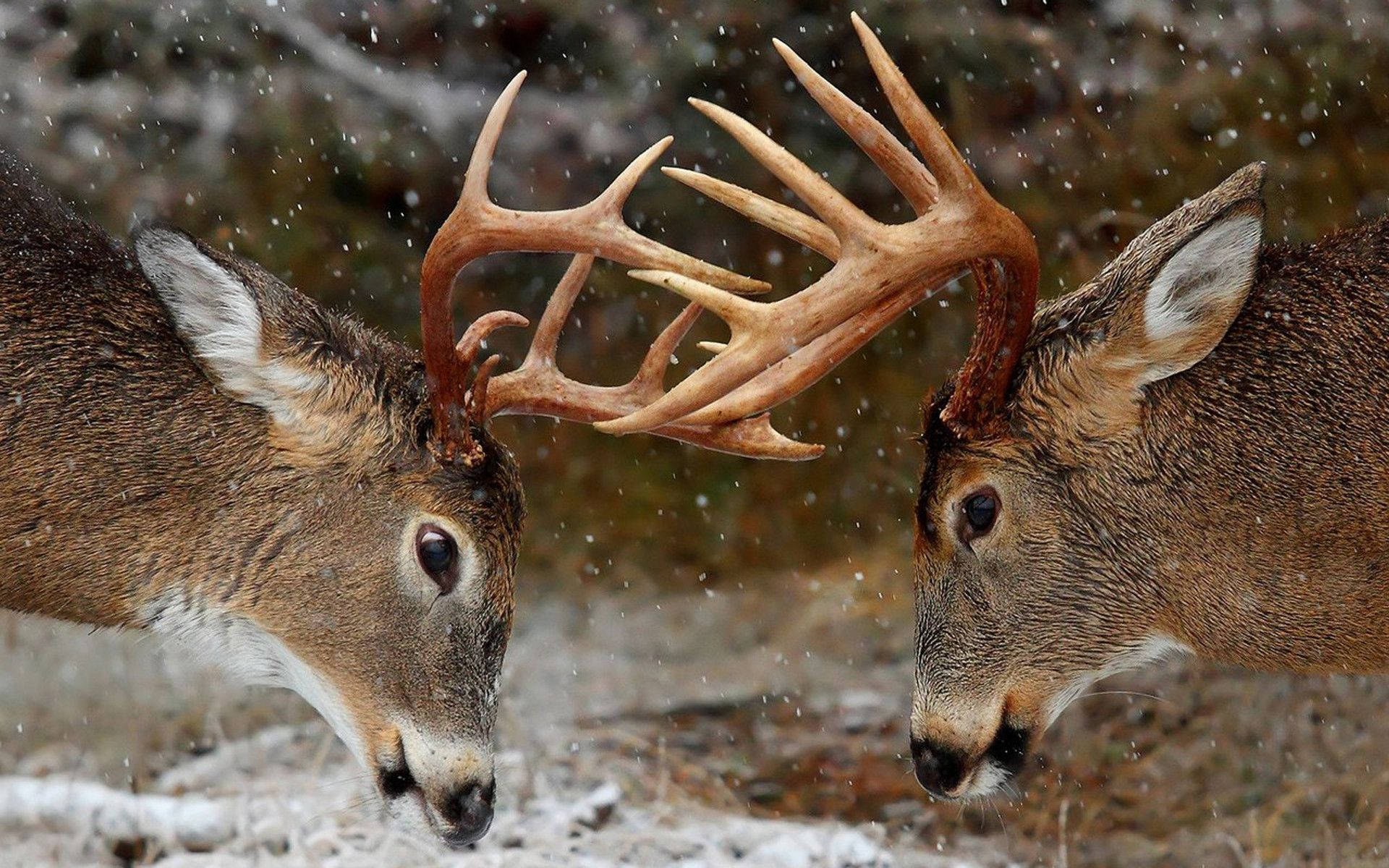 Deer Facing Each Other While Snowing Background