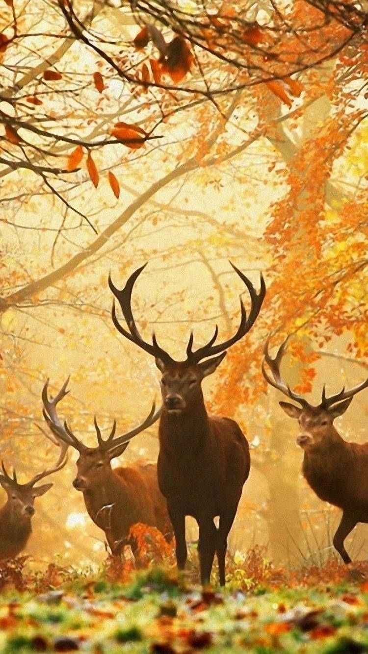 Deer Family In Autumn Background