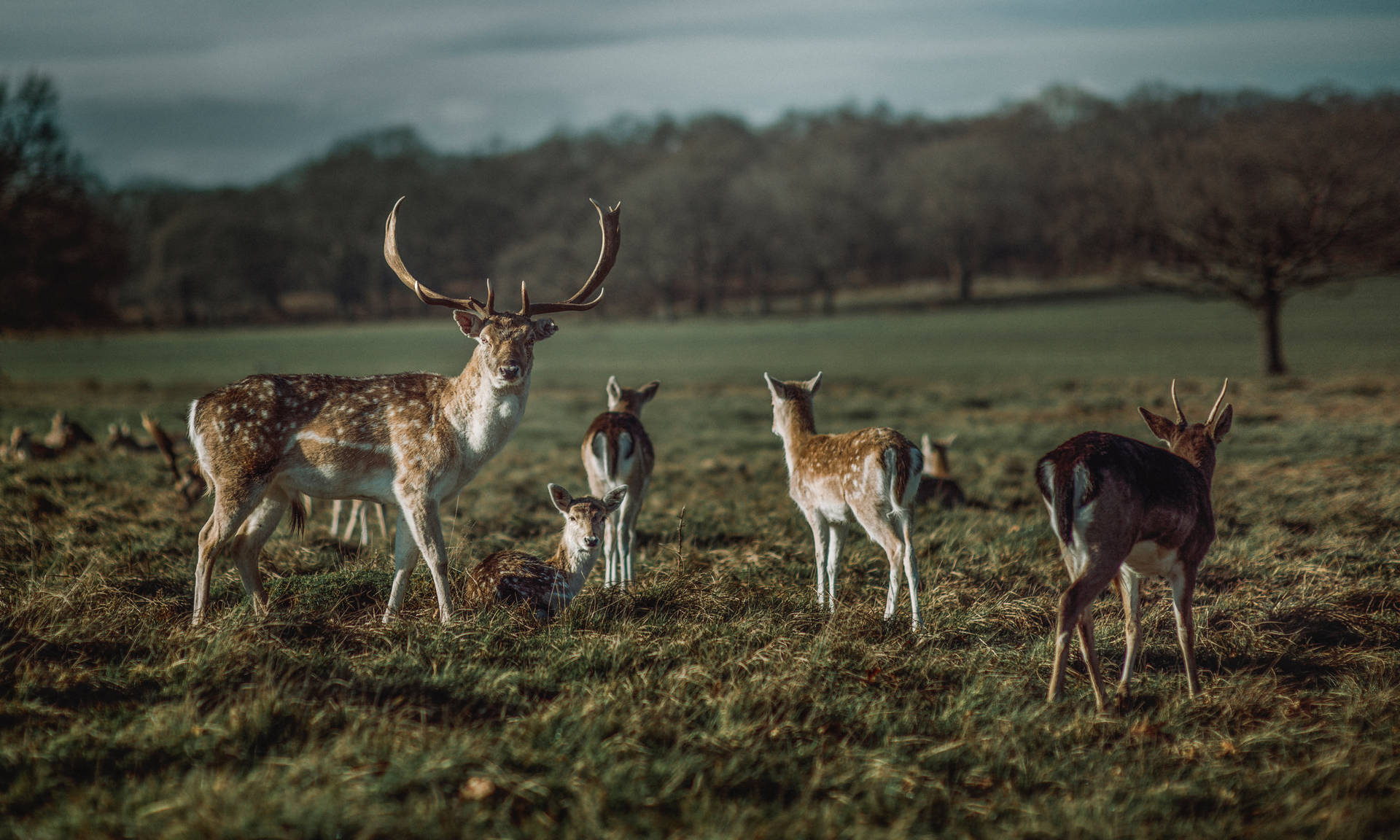 Deer Family In Grassland Background