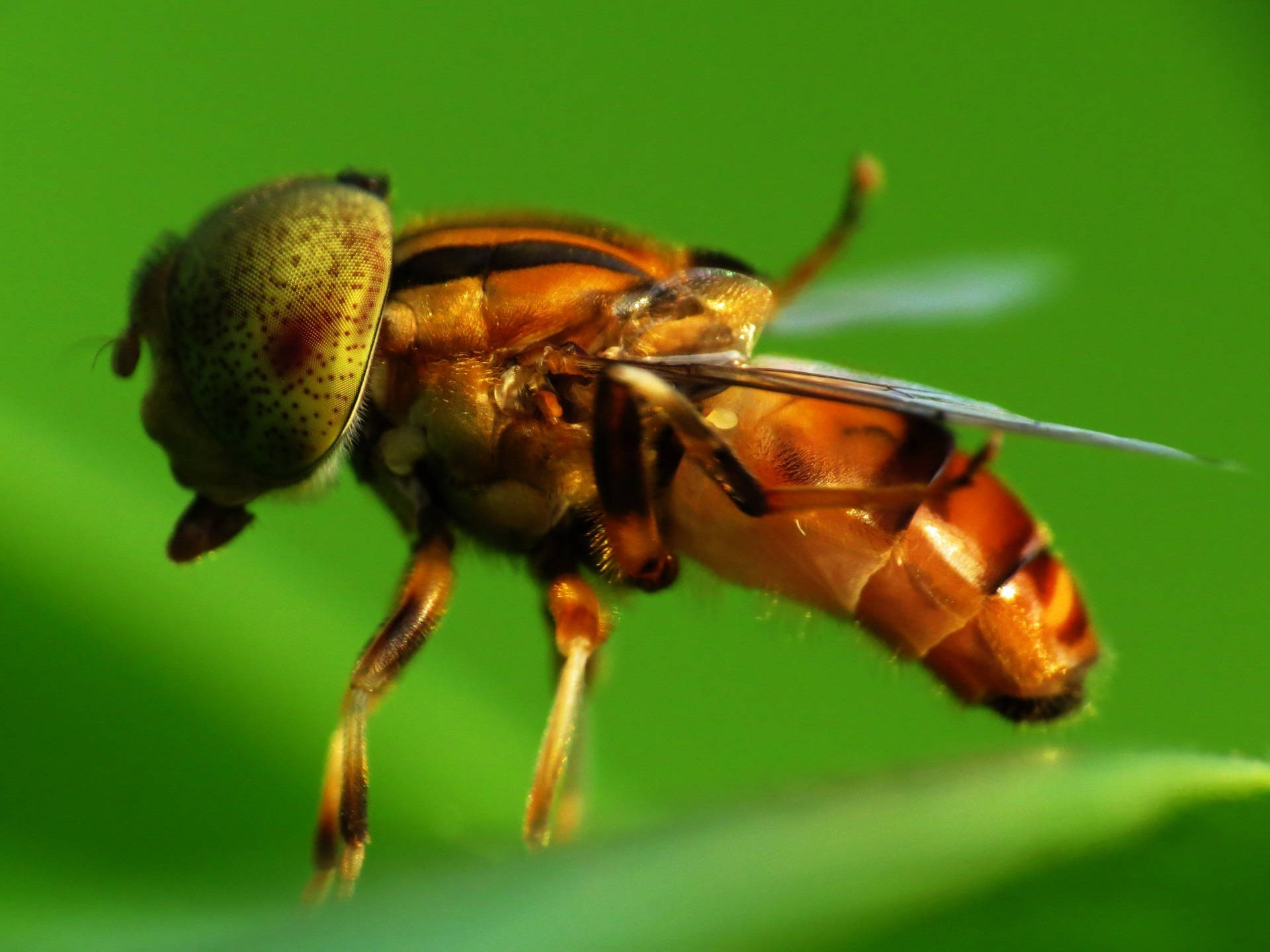 Deer Fly Background