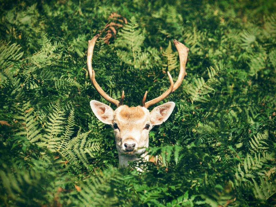 Deer Head Among Green Fern Deer Hunting Background