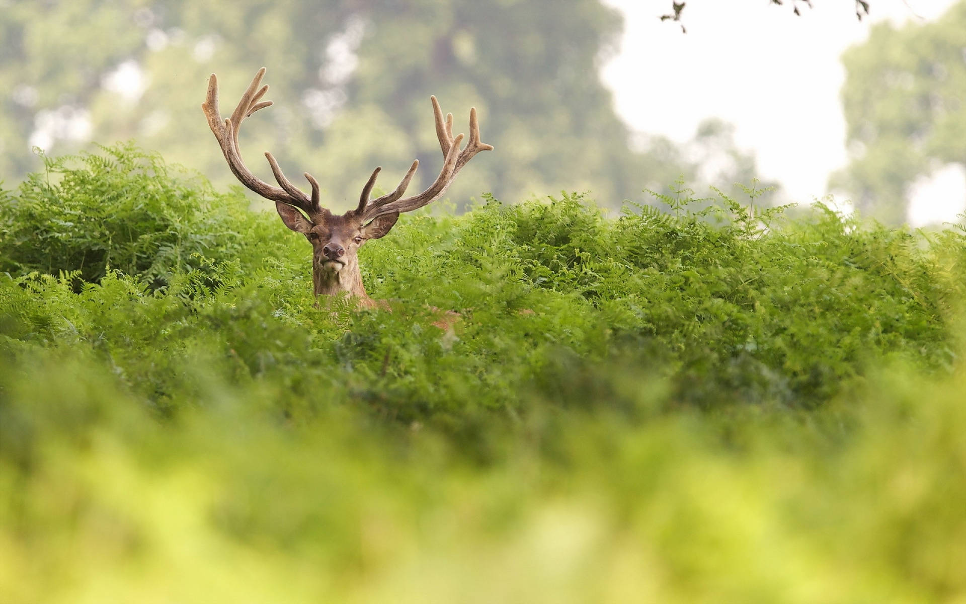 Deer Hiding In Grass Background
