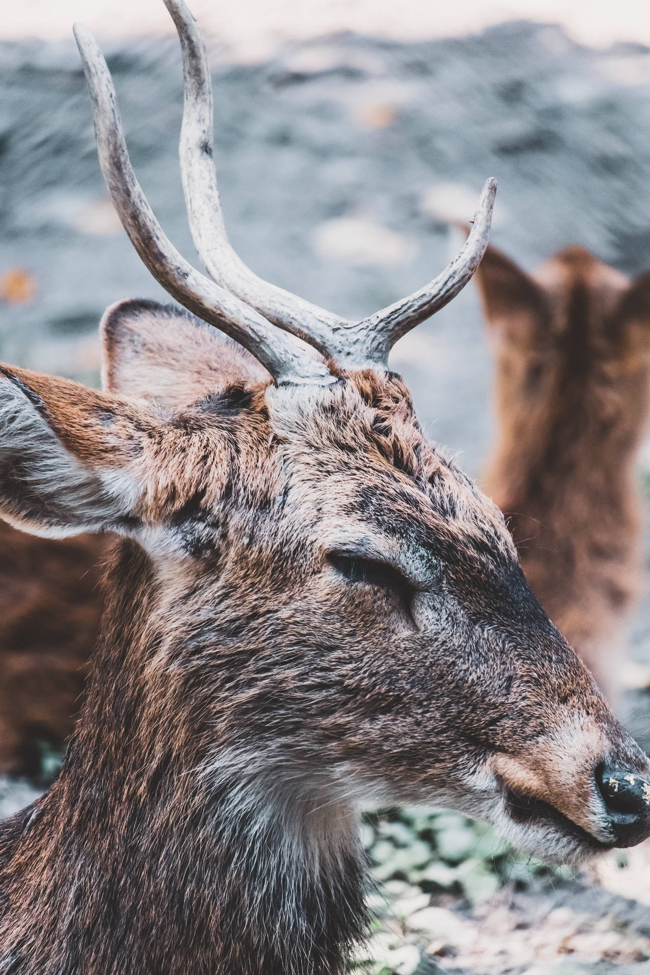 Deer Hunting Close-up Head